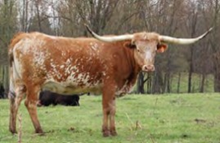 Saddle's Sweetheart WI