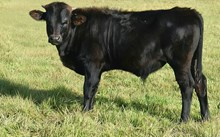 2542 SWEET BELL BULL