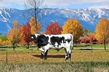 2533 NIGHT STAR BULL