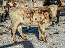 BSL Caliber Bull