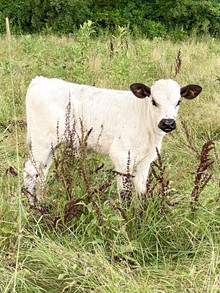MP Rebel X MP Goliath’s Girl