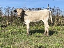 Charlene heifer 
