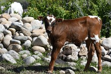  2531 LEMONADE BULL