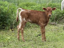 Maze BOB heifer 