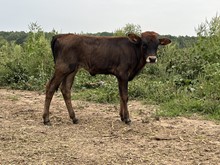 Blue Mist heifer