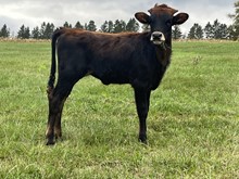 Blue Mist heifer