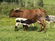 Roberta bull