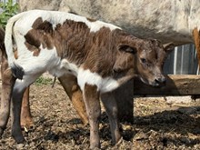 Vicky heifer