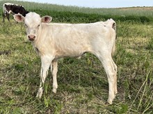 Rare Silver Heifer 