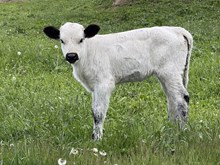 Athena heifer 