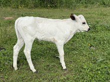 Blue Mist heifer 