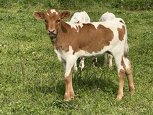 Grace heifer