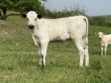 Plumb bull