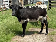 OGF Rural Girl