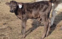 2532 SMOKEN SADDLES BULL