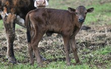 2542 SWEET BELL BULL