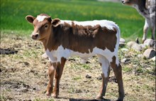 2535 DUST CLOUD BULL