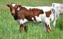 2530 WINGIN EAGLE BULL