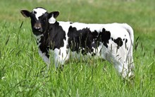 2533 NIGHT STAR BULL