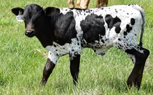 2537 DOUBLE EAGLE BULL