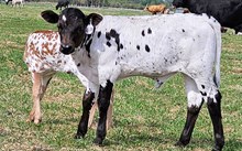 2538 MERIDIAN BULL