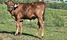 2532 SMOKEN SADDLES BULL