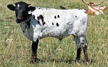2538 MERIDIAN BULL