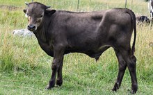 2532 SMOKEN SADDLES BULL