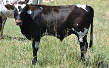  2531 LEMONADE BULL