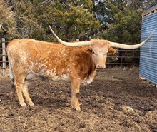 Saddle's Sweetheart WI